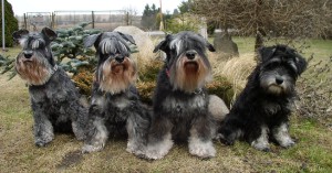 naše kníračky 03-2018